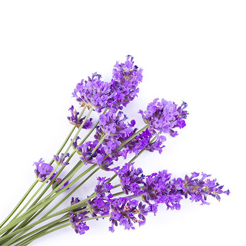 Lavendel