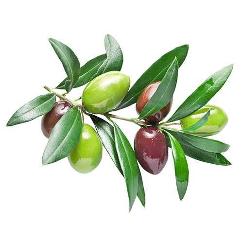 Olivenfrucht