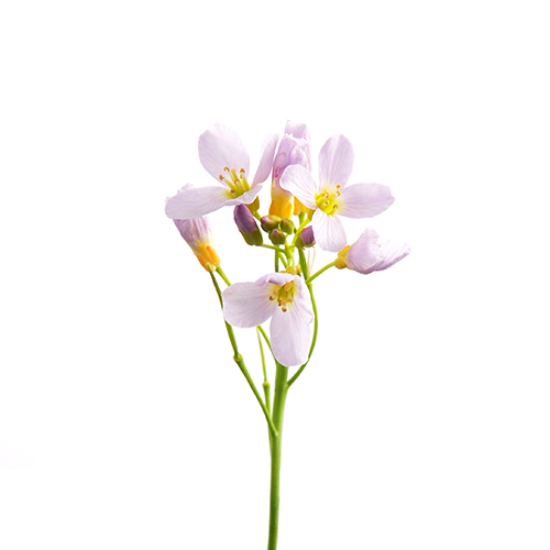 Wiesenkraut