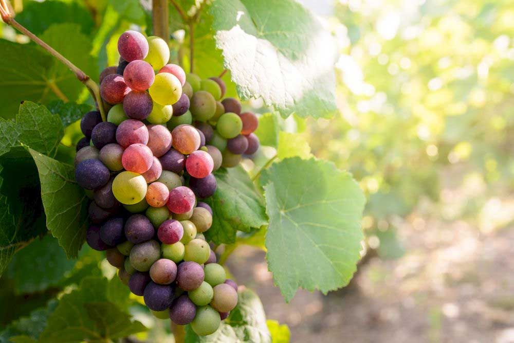 Polyphenol