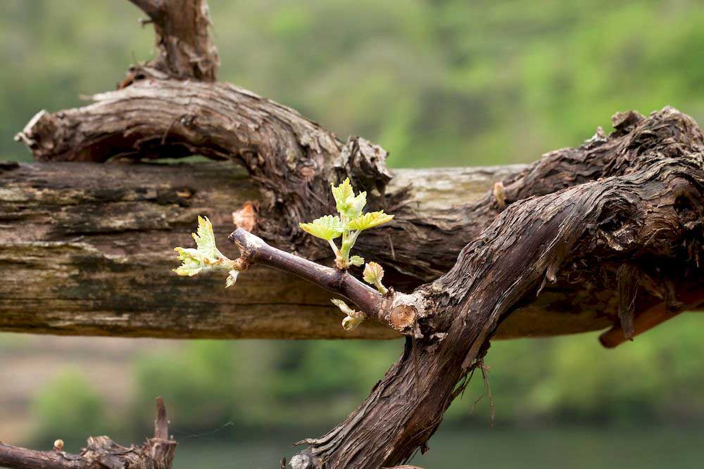 Resveratrol